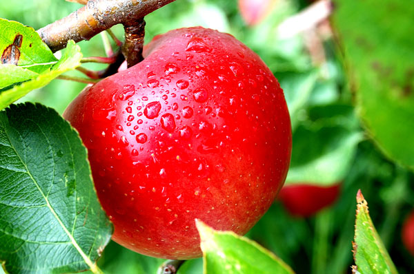 แอปเปิ้ล | Oon Organic ปลูกด้วยใจ ไม่ใส่เคมี